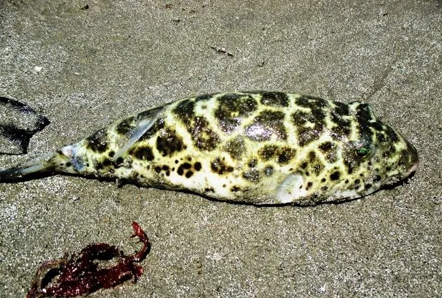 Peixe gordo